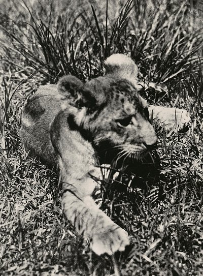 „Budowanie imperium” w epoce faszystowskiej: przykład młodego lwa, 09.05.1936 (zdjęcie czarno-białe) autorstwa Modestino Baldinetti