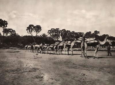 „Budowanie imperium” w epoce faszystowskiej: karawana wielbłądów, 09.05.1936 (zdjęcie czarno-białe) autorstwa Modestino Baldinetti