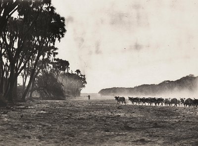 „Budowanie imperium” w epoce faszystowskiej: bydło wypasane w kierunku rzeki Gasc, 09.05.1936 (zdjęcie czarno-białe) autorstwa Modestino Baldinetti