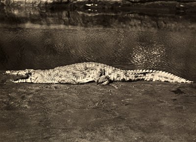 „Budowanie imperium” w epoce faszystowskiej: krokodyl, 9.05.1936 (zdjęcie czarno-białe) autorstwa Modestino Baldinetti