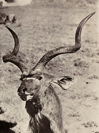 Budowa imperium w epoce faszyzmu: przykład agazenu, 09/05/1936 (zdjęcie czarno-białe) autorstwa Modestino Baldinetti