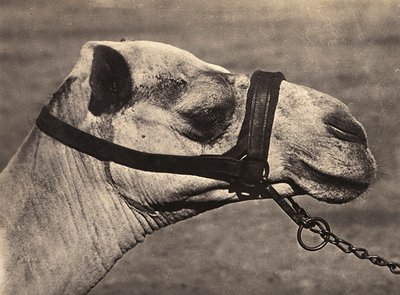 Budowanie imperium w epoce faszystowskiej: głowa wielbłąda bisciari, 09.05.1936 (zdjęcie czarno-białe) autorstwa Modestino Baldinetti