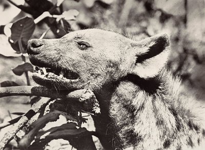 Budowanie imperium w epoce faszystowskiej: głowa hieny, 09.05.1936 (zdjęcie czarno-białe) autorstwa Modestino Baldinetti