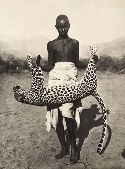 په فاشیست دوره کې د امپراتورۍ جوړول: انډیجین د چیتا ښکارندوی کوي، 09/05/1936 (b/w عکس)پولي autorstwa Modestino Baldinetti