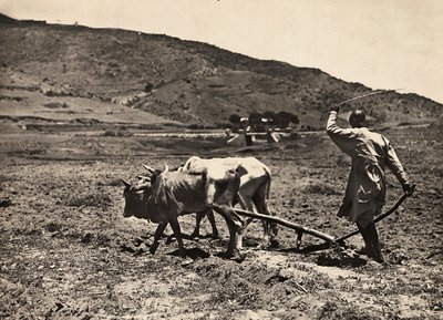 „Budowanie imperium” w epoce faszystowskiej: orka na altopiano, 9.05.1936 (zdjęcie czarno-białe) autorstwa Modestino Baldinetti