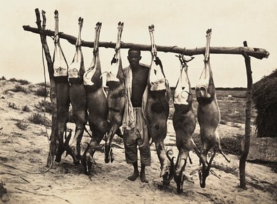„Budowanie imperium” w epoce faszystowskiej: niektóre schwytane jelenie, 09.05.1936 (zdjęcie czarno-białe) autorstwa Modestino Baldinetti