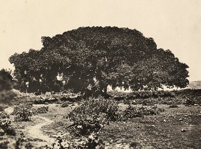 „Budowanie imperium” w epoce faszystowskiej: „Sicomoro”, sąd włoskich jeńców w Adua w 1896 r., 9.05.1936 r. (zdjęcie czarno-białe) autorstwa Modestino Baldinetti