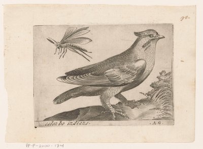 Pestvogel (Bombycilla garrulus) Colonbo indiano (tytuł na obiekcie) Vogels (tytuł serii) autorstwa Monogrammist AG