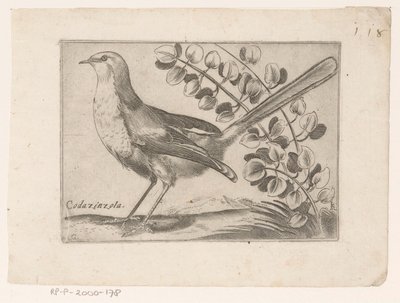 Vogel Codazinzola (tytuł na obiekcie) Vogels (tytuł serii) autorstwa Monogrammist AG