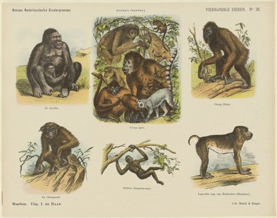 Zwierzęta czterorękie (tytuł na obiekcie) Nowe holenderskie grafiki dla dzieci (tytuł serii na obiekcie) Odbitki Funke