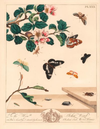 Figura ćmy ósemkowej, Diloba caeruleocephala, admirał biały, Limenitis arthemis, kominiarz, Odezia atrata, ćma czerwona, Callimorpha miniata, ćma śliwkowata, Pterophorus pterodactylus, rzadkie srebrzyste linie, Bena bicolorana i ćma pyska, Hypen autorstwa Moses Harris