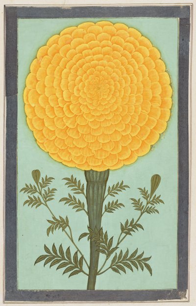 Nagietek z albumu Mały Clive (wc na papierze) autorstwa Mughal School