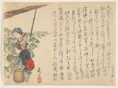 Zbieracze herbaty, ok. 1830-44 (kolorowy drzeworyt) autorstwa Murata Kagen