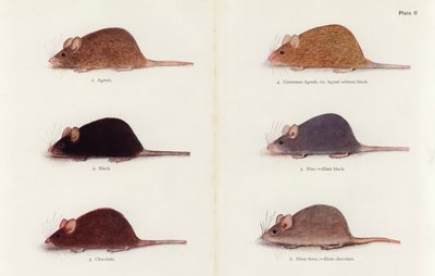 Myszy (litografia kolorowa) autorstwa Muriel Wheldale (after) Onslow