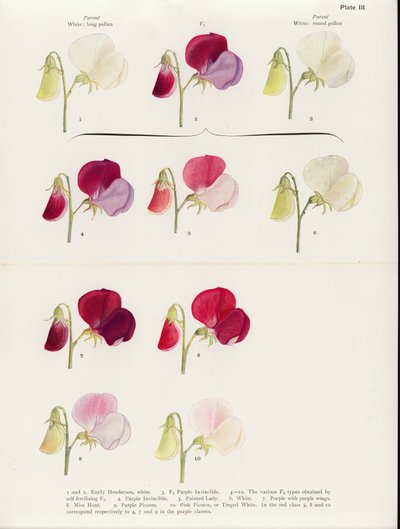  autorstwa Muriel Wheldale (after) Onslow