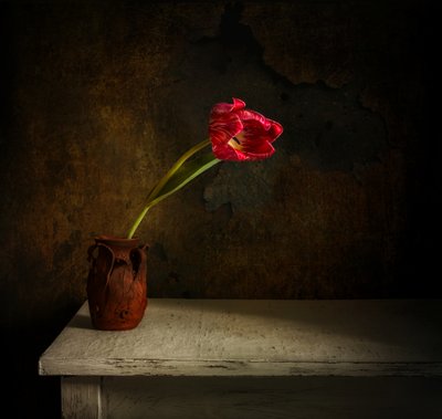 Czerwony tulipan „Moody” autorstwa Mykhailo Sherman