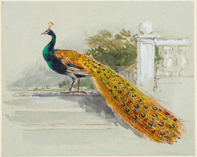 Paw, ok. 1640-99 (pióro i czarno-brązowy tusz, akwarela, farba korpusowa na jasnoniebieskim tkanym papierze) autorstwa Myles Birket Foster