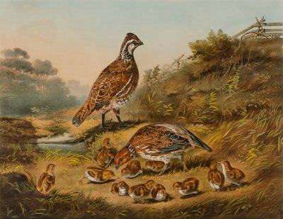 Troska o rodzinę autorstwa Nathaniel Currier