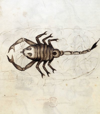 Sloane 3983. Folio nr: 23 Znak zodiaku Skorpion (welum) autorstwa Netherlandish School