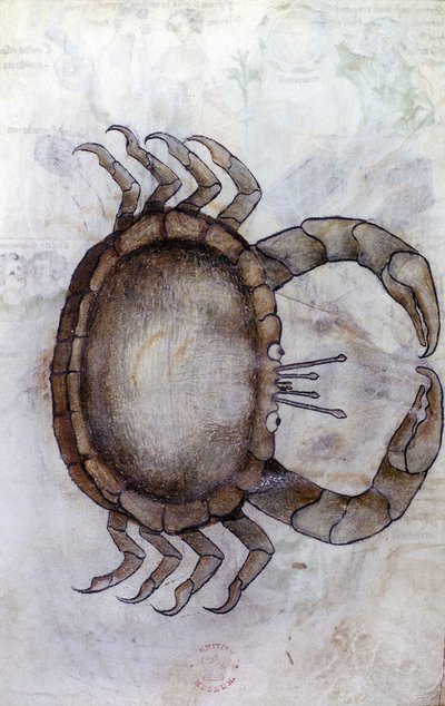 Sloane 3983 f.14v, Krab, znak zodiaku dla Raka autorstwa Netherlandish School