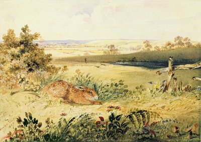Zając w krajobrazie, 1827 (wc w kolorze nadwozia, guma arabska i grafit na papierze) autorstwa Newton Fielding