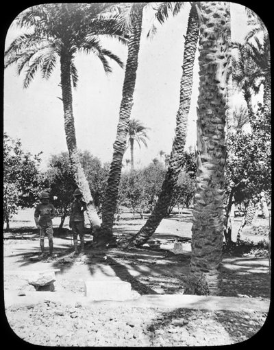 Ogród generała Gordona, Chartum, Sudan, ok. 1890 r. autorstwa Newton and Co