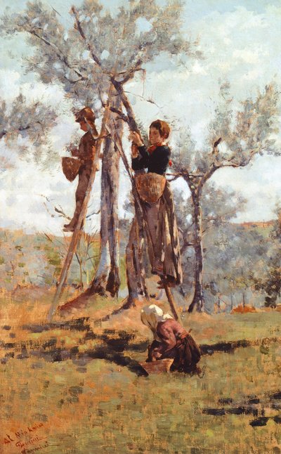 Zbiory oliwek, ok. 1892 r. (olej na płótnie) autorstwa Niccolo Cannicci