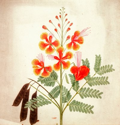 Studium kwiatu, ok. 1840 (akwarela) autorstwa Nicholas Tomlinson