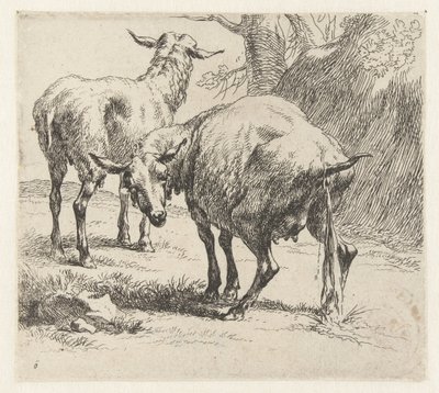 Pissende ooi en een schaap Schapen (tytuł serii) Zwierzęta ożywione i wydrukowane wodą na mocne powietrze przez Pracownię i Sztuka Nicolai Berchema (tytuł serii) autorstwa Nicolaes Pietersz Berchem