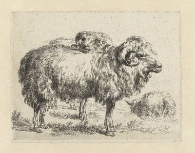 Twee rammen en een schaap Schapen (tytuł serii) Zwierzęta ożywione i wydrukowane w wodzie mocnym powietrzem przez Pracownię i Sztuka Nicolai Berchem (tytuł serii) autorstwa Nicolaes Pietersz Berchem