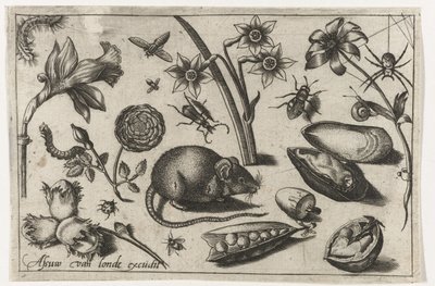 Kwiaty, mysz, owady i małż Ptaki, kwiaty, owady itp. (tytuł serii) autorstwa Nicolaes de Bruyn (possibly)