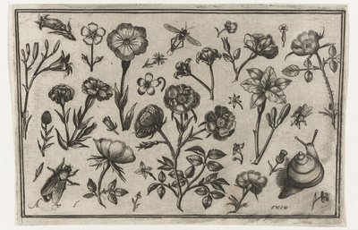 Kwiaty, mucha i ślimak Ptaki, kwiaty, owady itp. (tytuł serii) autorstwa Nicolaes de Bruyn (possibly)