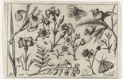 Kwiaty i motyle Ptaki, kwiaty, owady itp. (tytuł serii) autorstwa Nicolaes de Bruyn (possibly)