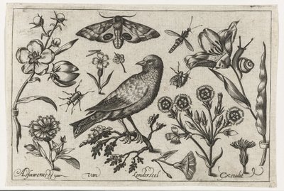 Kwiaty, owady, nocne pawie oko i wrona Ptaki, kwiaty, owady itp. (tytuł serii) autorstwa Nicolaes de Bruyn (possibly)