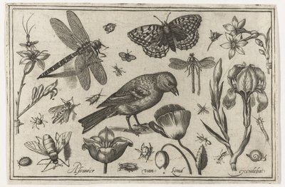 Kwiaty, ważka i ptak Ptaki, kwiaty, owady itp. (tytuł serii) autorstwa Nicolaes de Bruyn (possibly)