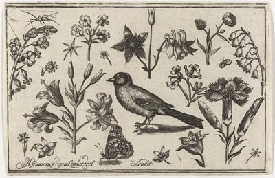 Kwiaty, motyl i ptak Ptaki, kwiaty, owady itp. (tytuł serii) autorstwa Nicolaes de Bruyn (possibly)