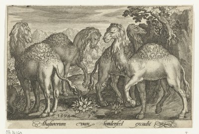 Cztery dromadery Animalivm qvadrvpedvm (tytuł serii) Zwierzęta w krajobrazach (tytuł serii) autorstwa Nicolaes de Bruyn
