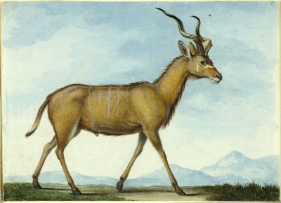 Kudu autorstwa Nicolas Hüet the Younger