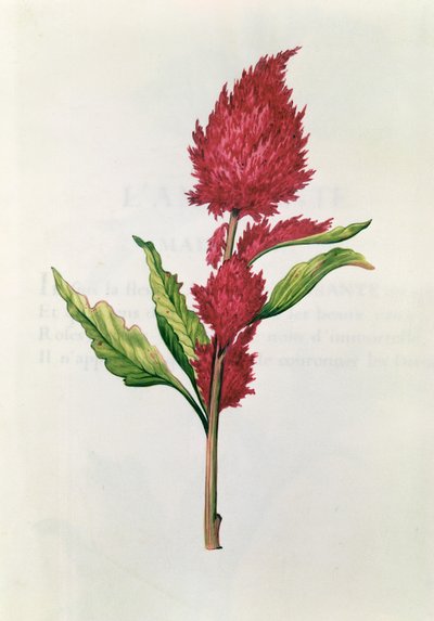 Amarantus, z 