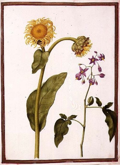 PD.109-1973.f11 (LtoR) Inula Helenium Decampanr i Solanum dulcamara (Bittersweet) (akwarela na welinie) autorstwa Nicolas Robert