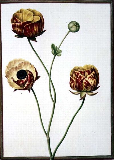 PD.109-1973.f6 Ranunculus Asiaticus (akwarela na welinie) autorstwa Nicolas Robert