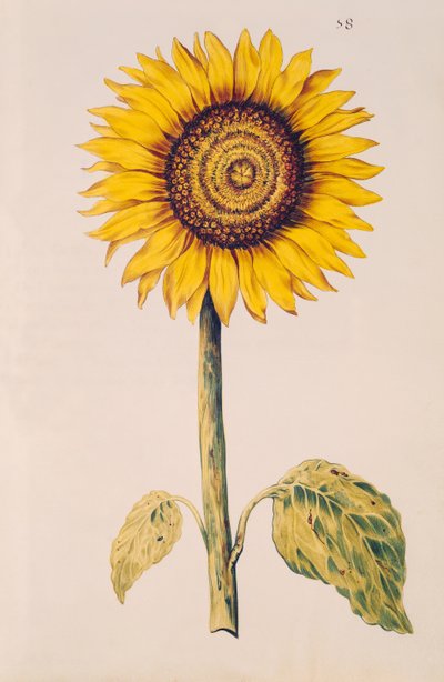 Słonecznik lub Helianthus, z „La Guirlande de Julie”, ok. 1642 (wc na welinie) autorstwa Nicolas Robert