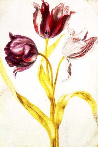 Tulipany, c.1675 (gwasz na welinie) autorstwa Nicolas Robert