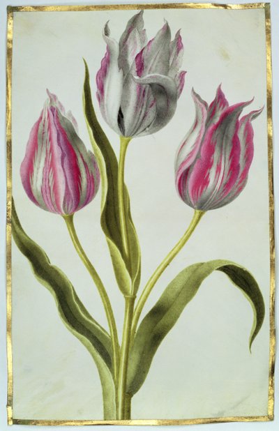 Tulipany, c.1675 (gwasz na welinie) autorstwa Nicolas Robert