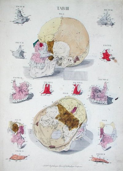 Kości czaszki, z „Tabulae Osteologicae” Christopha Jacoba Trewa (1695-1769) rytowane przez G. Lichtenstegera autorstwa Nikolaus Friedrich (after) Eisenberger