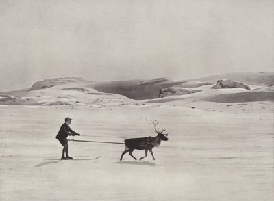 Jazda na nartach z reniferami w górach autorstwa Norwegian Photographer