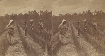 Pieczenie ryżu, 1876-1888. autorstwa O. Pierre Havens