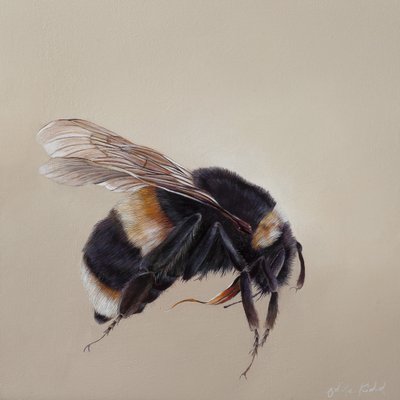Bombus terrestis 8, 2013 (akryl na drewnie) autorstwa Odile Kidd