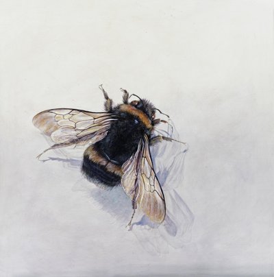 Bombus terrestris 11 (akryl na drewnie pokrytym gesso) autorstwa Odile Kidd