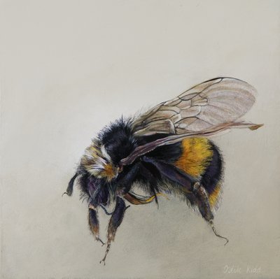Bombus terrestris 1 (a), 2008 (akryl na drewnie) autorstwa Odile Kidd